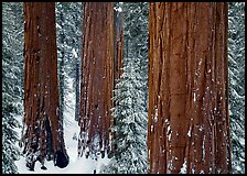 Sequoias (Sequoiadendron giganteum) and pine trees covered with fresh snow, Grant Grove. Kings Canyon National Park, California, USA.