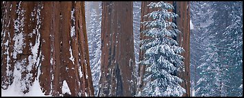 Sequoia forest in snow. Kings Canyon  National Park (Panoramic color)
