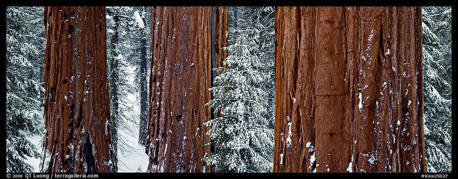 Sequoias grove in winter. Kings Canyon National Park (color)