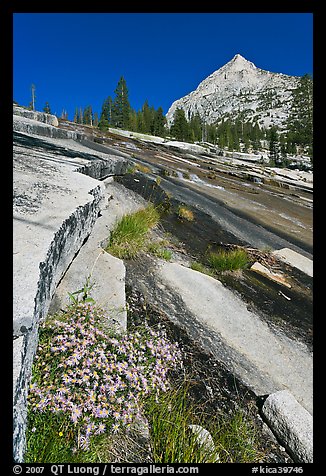 Wildflowers and water over granite slabs, Le Conte Canyon. Kings Canyon National Park (color)
