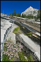 Wildflowers and water over granite slabs, Le Conte Canyon. Kings Canyon National Park, California, USA.