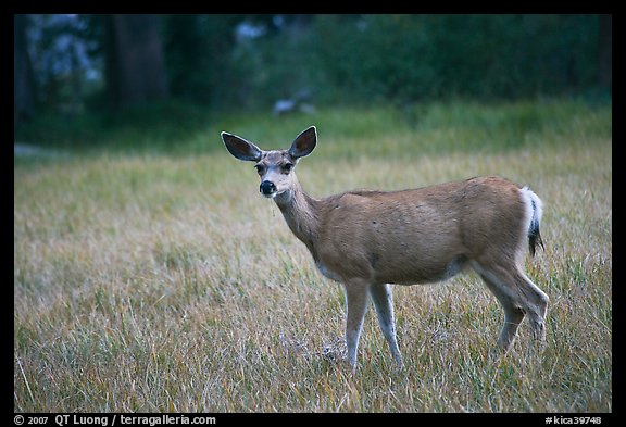 Picture/Photo: Deer in Big Pete Meadow, Le Conte Canyon. Kings Canyon ...