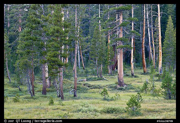 Pine trees in Big Pete Meadow, Le Conte Canyon. Kings Canyon National Park (color)