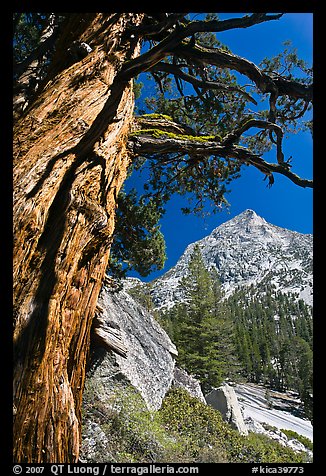 Pine tree and peak, Le Conte Canyon. Kings Canyon National Park (color)