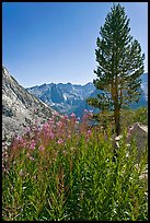 Fireweed and pine tree above Le Conte Canyon. Kings Canyon National Park ( color)