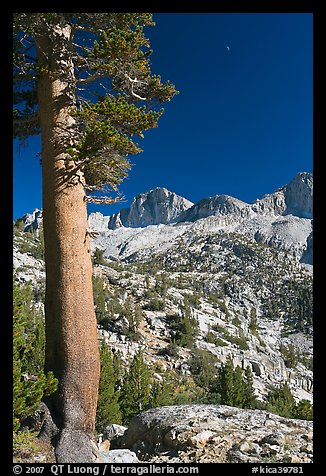 Pine tree, Mt Giraud chain, and moon, afternoon. Kings Canyon National Park (color)