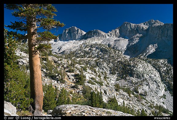 Pine tree and Mt Giraud chain, Lower Dusy basin. Kings Canyon National Park (color)