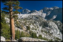 Pine tree and Mt Giraud chain, Lower Dusy basin. Kings Canyon National Park ( color)