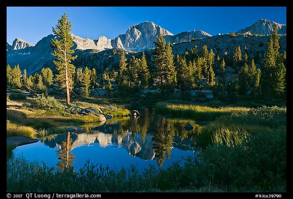 Trees, grasses, calm reflections, Lower Dusy basin. Kings Canyon National Park, California, USA.