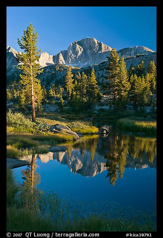 Trees and mountains reflected in calm creek, Lower Dusy basin. Kings Canyon National Park, California, USA.