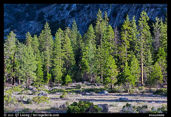 Meadow, lodgepole pines, and cliff early morning. Kings Canyon National Park (color)