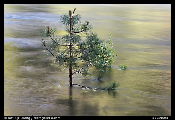Flooded pine sappling and reflections. Kings Canyon National Park (color)