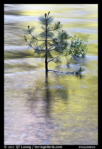 Pine sappling in middle of river. Kings Canyon National Park (color)