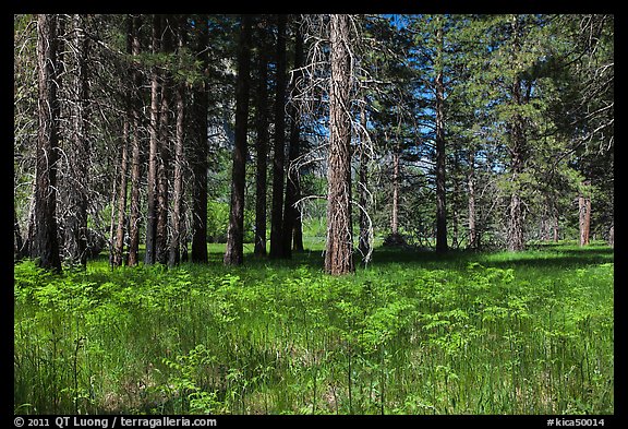 Ferns and trees bordering Zumwalt Meadows. Kings Canyon National Park, California, USA.