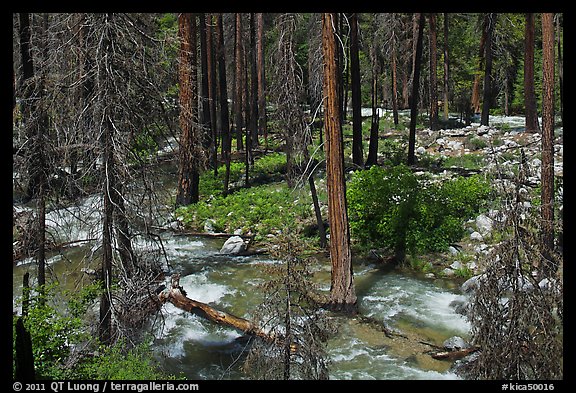 Streams in forest in the spring, Cedar Grove. Kings Canyon National Park, California, USA.
