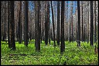 Burned forest and ferns. Kings Canyon National Park ( color)