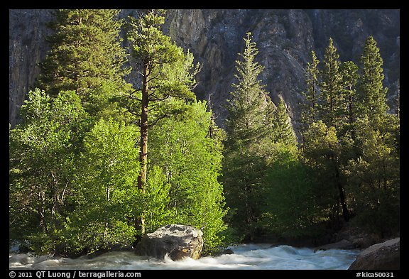 Stream and pine trees in spring. Kings Canyon National Park, California, USA.