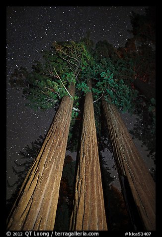 Group of sequoia trees under the stars. Kings Canyon National Park (color)
