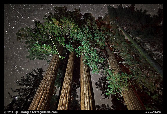 Giant sequoia grove and starry sky. Kings Canyon National Park (color)