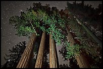 Giant sequoia grove and starry sky. Kings Canyon National Park, California, USA.