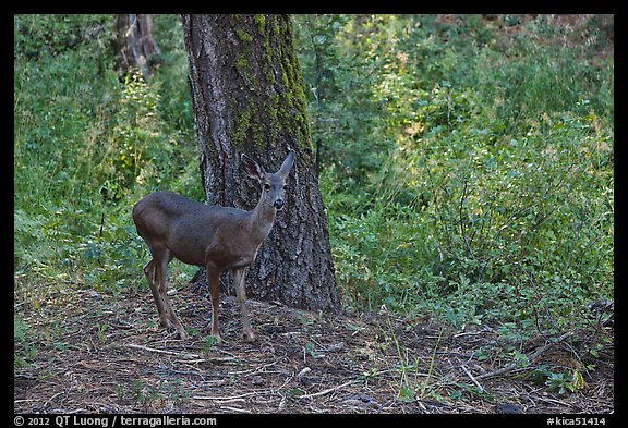 Juvenile deer. Kings Canyon National Park (color)