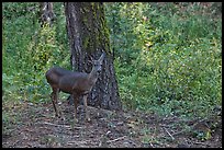 Juvenile deer. Kings Canyon National Park, California, USA. (color)