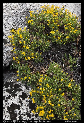 Flowers on granite crack. Kings Canyon National Park (color)