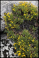Flowers on granite crack. Kings Canyon National Park, California, USA. (color)