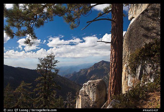 Pine and outcrops, Lookout Peak. Kings Canyon National Park (color)
