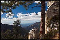 Pine and outcrops, Lookout Peak. Kings Canyon National Park, California, USA. (color)