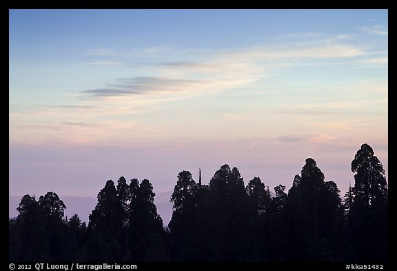Silhouettes of sequoia tree tops at sunset. Kings Canyon National Park (color)