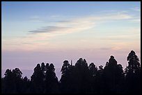 Silhouettes of sequoia tree tops at sunset. Kings Canyon National Park ( color)