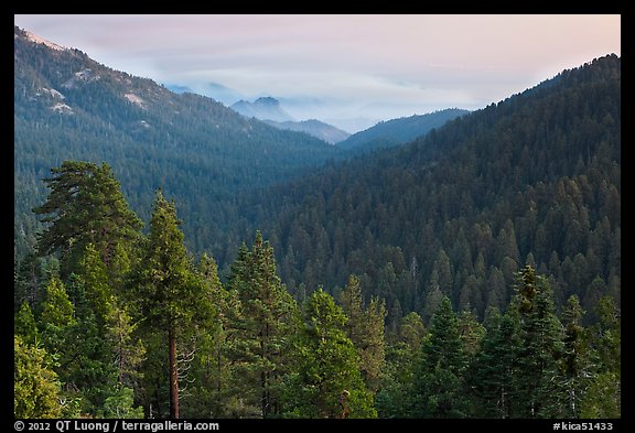Redwood Mountain Grove, largest sequoia grove. Kings Canyon National Park (color)