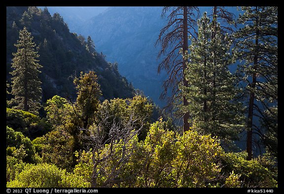 Trees on Cedar Grove valley rim. Kings Canyon National Park (color)
