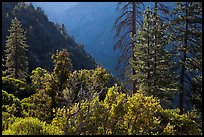 Trees on Cedar Grove valley rim. Kings Canyon National Park, California, USA. (color)