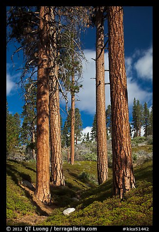 Ponderosa pine trees and sky, Hotel Creek. Kings Canyon National Park (color)