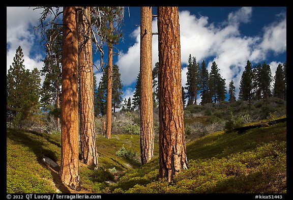 Group of Ponderosa pines and sky. Kings Canyon National Park (color)