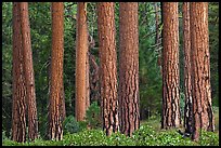 Textured trunks of Ponderosa pines. Kings Canyon National Park ( color)