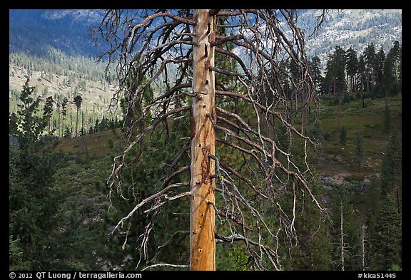 Standing tree skeleton. Kings Canyon National Park, California, USA.