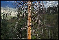 Standing tree skeleton. Kings Canyon National Park, California, USA. (color)
