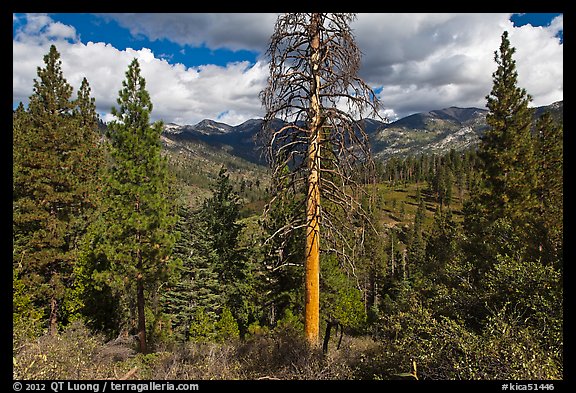 Tall standing dead tree and forest. Kings Canyon National Park (color)
