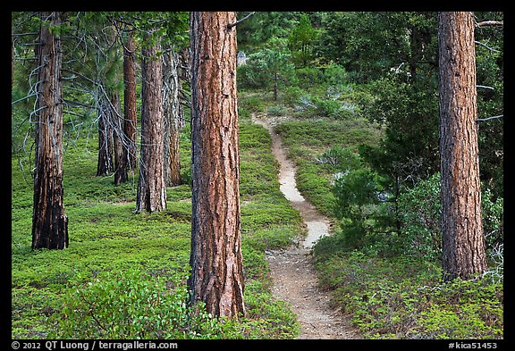 Trail in pine forest. Kings Canyon National Park (color)