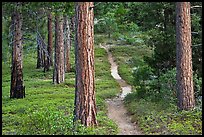 Trail in pine forest. Kings Canyon National Park ( color)