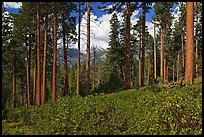 Pine trees and mountains. Kings Canyon National Park, California, USA. (color)