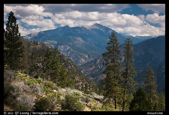 Peaks and trees from Cedar Grove rim. Kings Canyon National Park (color)