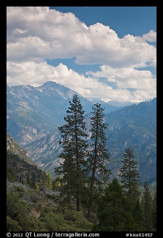 Trees and hazy valley. Kings Canyon National Park (color)
