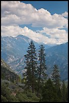 Trees and hazy valley. Kings Canyon National Park ( color)