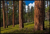 Ponderosa pine forest. Kings Canyon National Park ( color)
