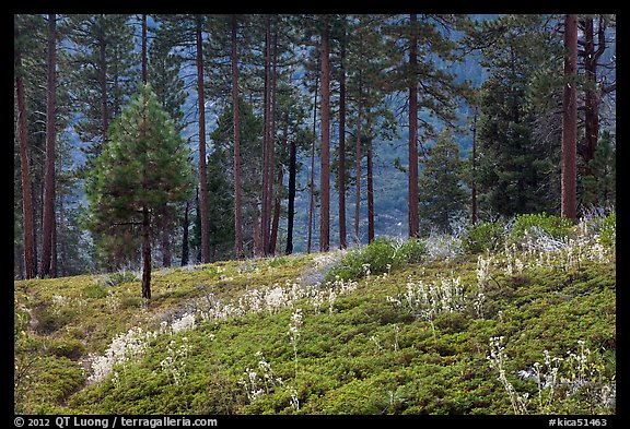 Wildflowers and trees above Lewis Creek. Kings Canyon National Park (color)