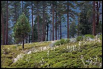 Wildflowers and trees above Lewis Creek. Kings Canyon National Park ( color)